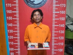 POLRES MADINA AMANKAN PRIA 26 TAHUN DI BUKIT MALINTANG, 23 PAKET DIDUGA GANJA DISITA