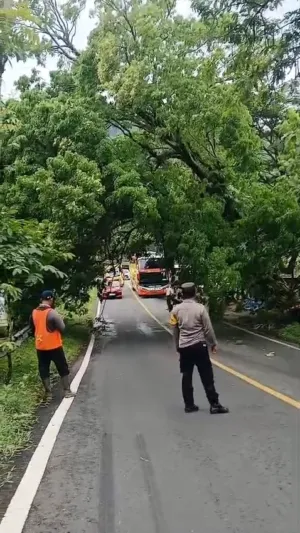 Hujan Angin, Pohon Sono Tumbang di Jalan Raya Ponorogo–Trenggalek, Arus Lalu Lintas Jalur Provinsi Sempat Terhambat