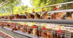 4.200 Ayam Petelur Tiba di Rote Ndao, Usman Husin Menguatkan Kerja Kandang Rakyat