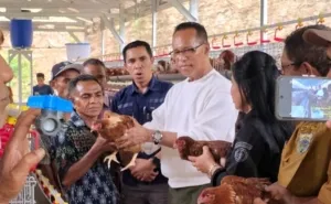 Jejak Aspirasi Terus Berlanjut, Usman Husin Salurkan 1.200 Ayam Petelur untuk Peternak Batu Putih TTS
