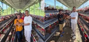 Di Maulafa Kota Kupang, Usman Husin Mengantar Ayam Petelur hingga Kandang Rakyat