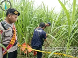 Sosok Mayat Ditemukan di Kebun Tebu Bondowoso Mertoyudan, Diduga Meninggal Lebih dari 40 Hari