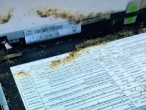 Laptop Mati Total karena Sarang Semut, Injeksi Laptop Kupang Berhasil Hidupkan Kembali