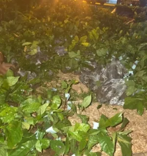 50 Ribu Anakan Kopi Usman Husin Tiba di Sumba Tengah, Harapan Baru Petani di 2026