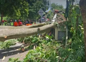 Dua Pengendara Motor Meninggal Tertimpa Pohon Tumbang