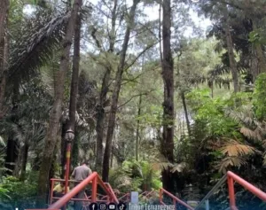 Dampak Angin Kencang, Pohon Pinus di Gunung Tidar Tumbang Menimpa 4 pengunjung Alami Luka- Luka dan 1 Meninggal Dunia