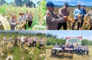 Polres Kuningan Gelar Panen Raya Jagung Serentak