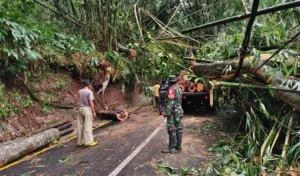 Cuaca Ekstrem Tumbangkan Pohon Besar di Wilayah Kuningan Timur