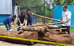 Polres Kuningan Tangkap 5 Pelaku Pembalakan Liar di Lereng Gunung Ciremai