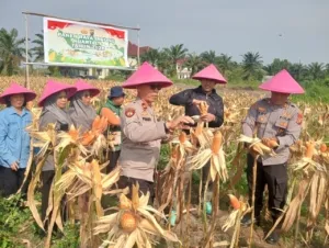 Dukung Swasembada Pangan,Polsek Dumai Barat Laksanakan Giat Panen Raya Jagung Kuartal I Tahun 2026