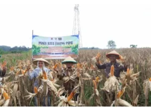 Dukung Ketahanan Pangan, Pemkab Apresiasi Polresta Cirebon Gelar Panen Raya Jagung Pipil