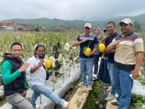 Bumdes Putra Mayana Kadugede, Gelar Panen Perdana Melon