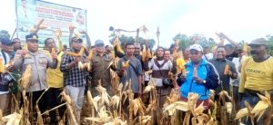 PS Kupang Buktikan Hutan Bisa Sejahterakan Masyarakat, Panen Raya Jagung di Alor Capai 150 Ton