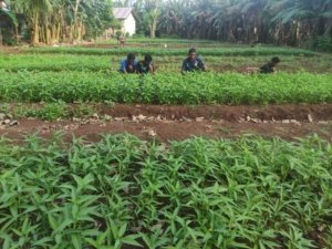 Anak-anak Panti Louis Demonfor Jual Kangkung Rp5 Ribu untuk Bertahan dan Wujudkan Mimpi