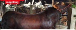 Sapi Bagong Milik Warga Magelang Dibeli Presiden Prabowo untuk Korban