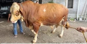 Walikota Magelang: Penerima Daging Korban tak lagi Mengantri, Daging akan Diantarkan Kerumah Masing- Masing