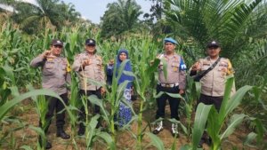 Kapolsek Rambah Akp Yani Marjoni Laksanakan Giat Pengecekan Tanaman Jagung Pipil Hibrida Di Desa Menaming