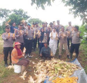 Polsek Ujung Batu Bersama Petani Panen Jagung, Wujud Nyata Dukung Ketahanan Pangan Nasional