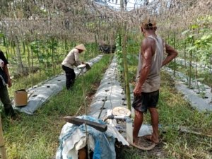 Bhabinkamtibmas Bangsal aceh  Bersama Petani Laksanakan Pengecekan Pekarangan Pangan Bergizi