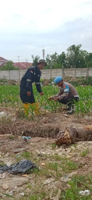 Polsek Kawasan Pelabuhan Dumai Laksanaka Giat Perawatan Dan Pengecekan Pertanian Mandiri