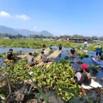 Eceng Gondok Kepung Saguling Bandung Barat, PLTA Terancam