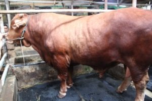 “Si Diego” Sapi Kurban dengan Berat 1,1 Ton asal Kuningan, Akhirnya Dipilih Presiden Prabowo