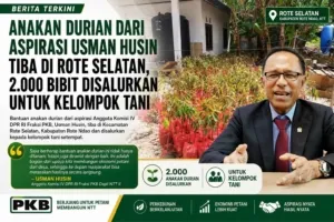 Anakan Durian dari Aspirasi Usman Husin Tiba di Rote Selatan, 2.000 Bibit Disalurkan untuk Kelompok Tani