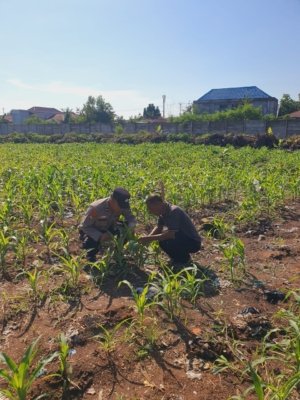 KSKP Dumai Laksanakan Pengecekan Perkembangan Tanaman Jagung Bersama Kelompok Tani Tuah Brata