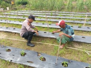 Kanit Binmas Sambangi Pembibitan Cabe amerah Teluk Makmur, Polres Dumai dukung Ketahanan Pangan