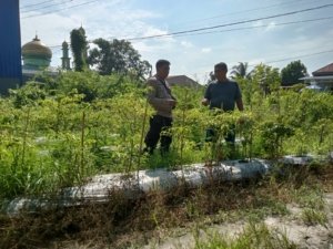 Pengecekan Pekarangan Pangan Bergizi Tanama Cabe Rawit, Bhabinkamtimas STDI bersama Petani 