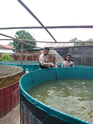 Cek Pekarangan Pangan Bergizi Di Kolam Ikan Lele Bhabinkamtibmas Purnama Milik Heru Prayetno