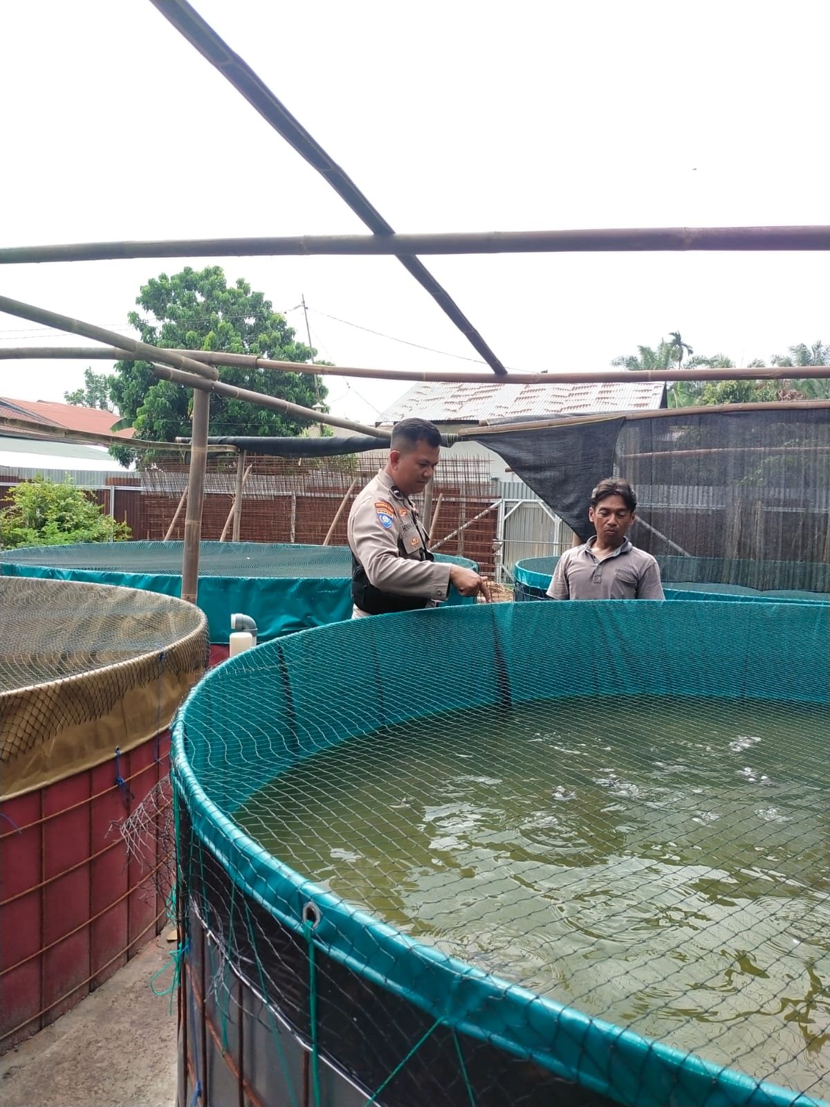 Cek Pekarangan Pangan Bergizi Di Kolam Ikan Lele Bhabinkamtibmas Purnama Milik Heru Prayetno Cek Pekarangan Pangan Bergizi Di Kolam Ikan Lele Bhabinkamtibmas Purnama Milik Heru Prayetno