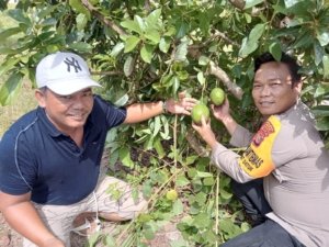 Briptu Irvan. J. Sipahutar Bersama Petani Laksanakan Giat Cek Tanaman Alpukat