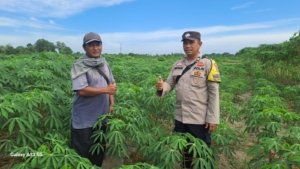 Cek Pekarangan Pangan Bergizi, Bhabinkamtibmas Pangkalan Sesai Bersama Petani Dukung Ketahanan Pangan Nasional