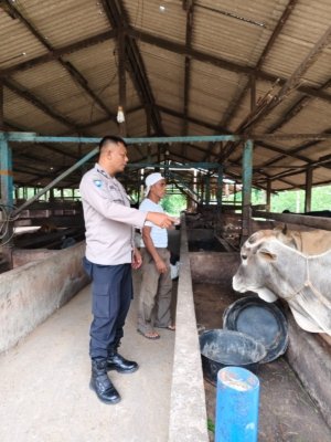 Aiptu Sutrisno Bhabinkamtibmas Bukit Timah Bersama Peternak Sapi, Cek Pekarangan Pangan Bergizi
