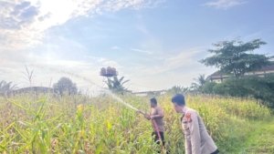 Polres Rokan Hulu Lebih Insentif Rawat Jagung Hibrida Di Musim Kemarau Dukung Ketahanan Pangan Nasional