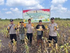 Dukung Ketahanan Pangan Nasional, Polres Dumai Melalui Polsek Sungai Sembilan Melaksanakan Panen Jagung Pipil di Lubuk Gaung