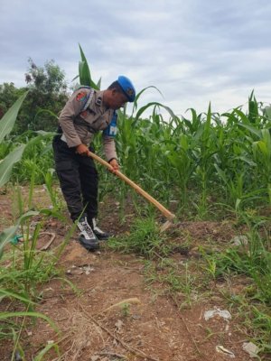 Polsek  KSKP Wujudkan Aksi Nyata Di Lapangan Sebagai Komitmen Polri Dukung Program Ketahanan Pangan Nasional