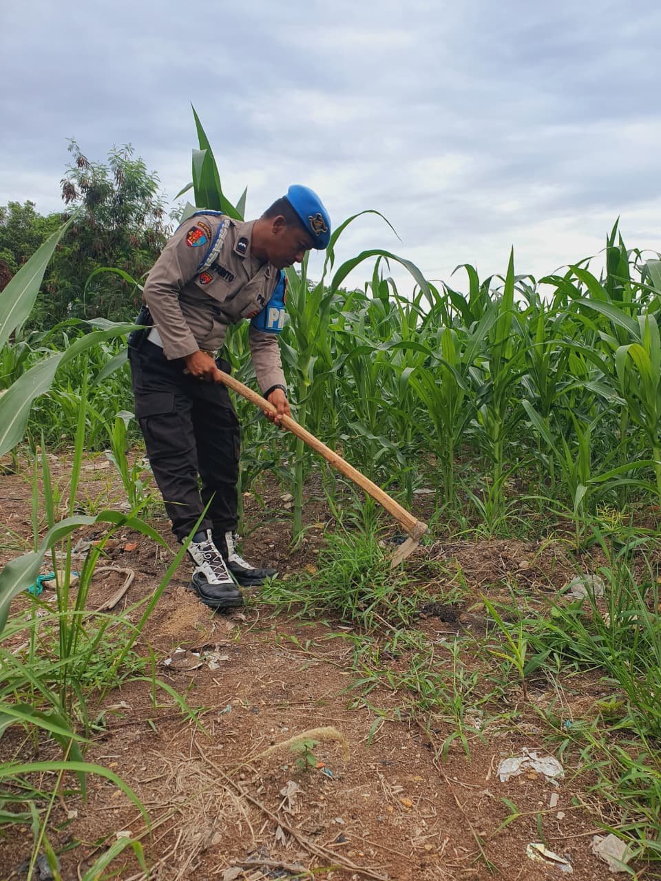 Polsek KSKP Wujudkan Aksi Nyata Di Lapangan Sebagai Komitmen Polri Dukung Program Ketahanan Pangan Nasional Polsek KSKP Wujudkan Aksi Nyata Di Lapangan Sebagai Komitmen Polri Dukung Program Ketahanan Pangan Nasional