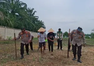 Kapolsek Ujung Batu Tanam Jagung Pipil Dilahan 1 Hektar Dukung Ketahanan Pangan Nasional