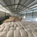 Bantu Petani dan Optimalkan Potensi Daerah, Perum BULOG NTT Serap 2.330 Ton Jagung untuk Pakan Ternak