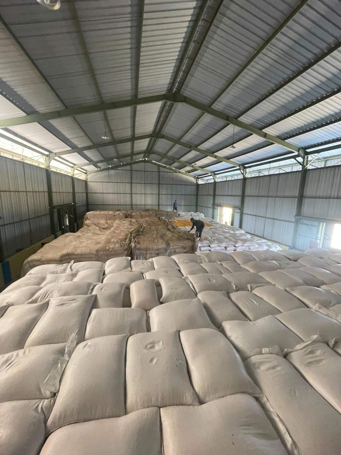 Bantu Petani dan Optimalkan Potensi Daerah, Perum BULOG NTT Serap 2.330 Ton Jagung untuk Pakan Ternak Bantu Petani dan Optimalkan Potensi Daerah, Perum BULOG NTT Serap 2.330 Ton Jagung untuk Pakan Ternak