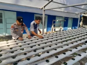 Polsek KSKP laksanakan Pengecekan Budi Daya Pengembangan Bibit Tanaman Pakcoi Tahap III