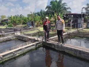 Bhabinkamtibmas Bersama Peternak Cek Langsung Ke Kolam Ikan Dukung Program Ketahanan Pangan Nasional