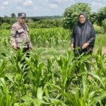 Dukung Ketahanan Pangan Nasional   Bhabinkamtibmas Bagan Besar Cek Tanaman Jagung Pipil 