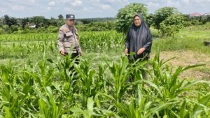 Dukung Ketahanan Pangan Nasional   Bhabinkamtibmas Bagan Besar Cek Tanaman Jagung Pipil 