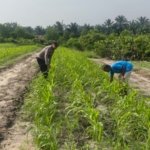Dukung Program Ketahanan Pangan Nasional Bhabinkamtibmas Berkolaborasi Bersama Petani
