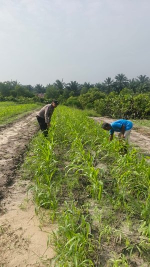 Dukung Program Ketahanan Pangan Nasional Bhabinkamtibmas Berkolaborasi Bersama Petani