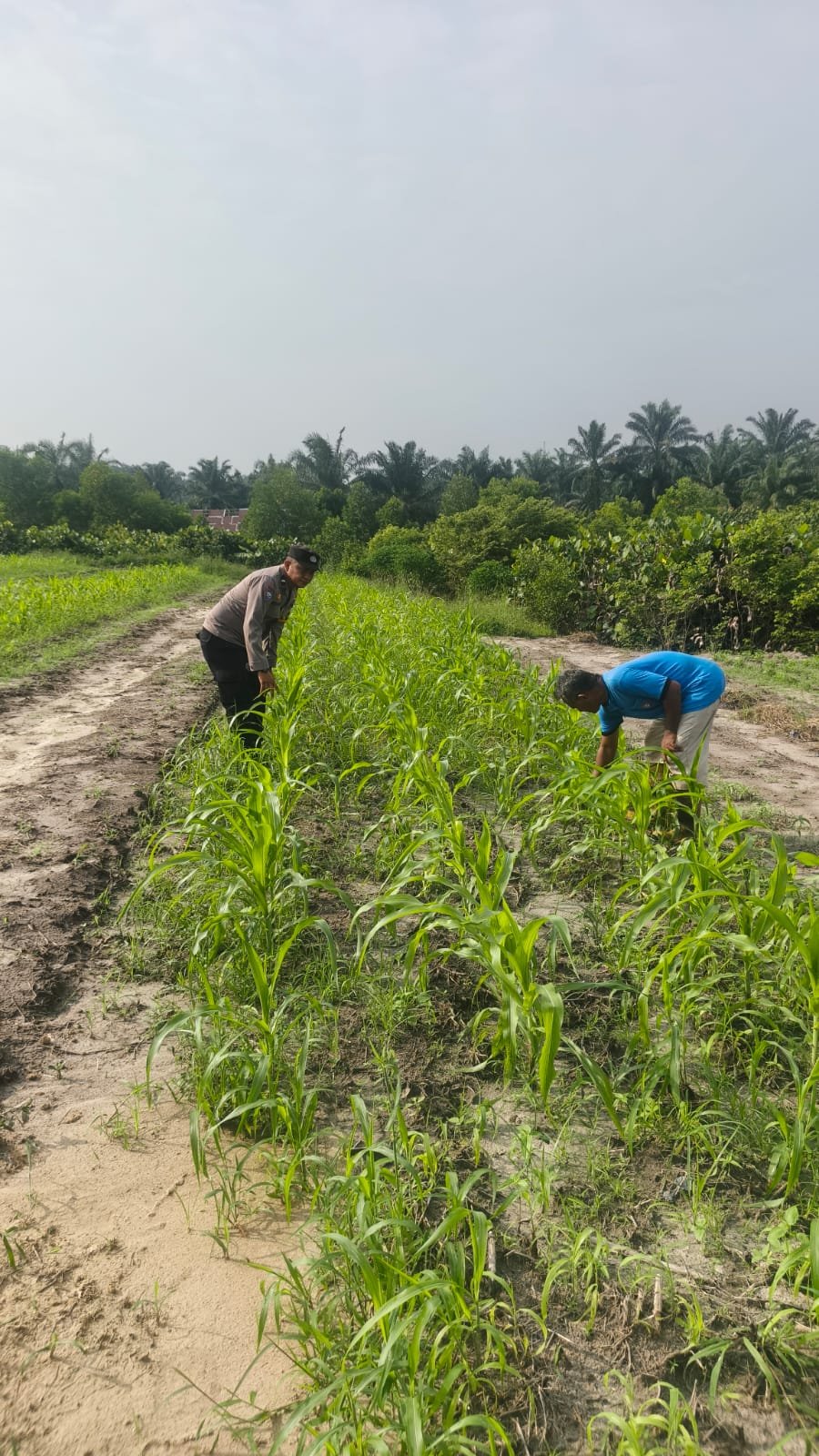 Dukung Program Ketahanan Pangan Nasional Bhabinkamtibmas Berkolaborasi Bersama Petani Dukung Program Ketahanan Pangan Nasional Bhabinkamtibmas Berkolaborasi Bersama Petani