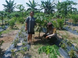 Bersama Ibu Susilawati, Aipda.S.G Manalu Turun Cek Tanaman Pepaya Dukung Program Ketahanan Pangan Nasional